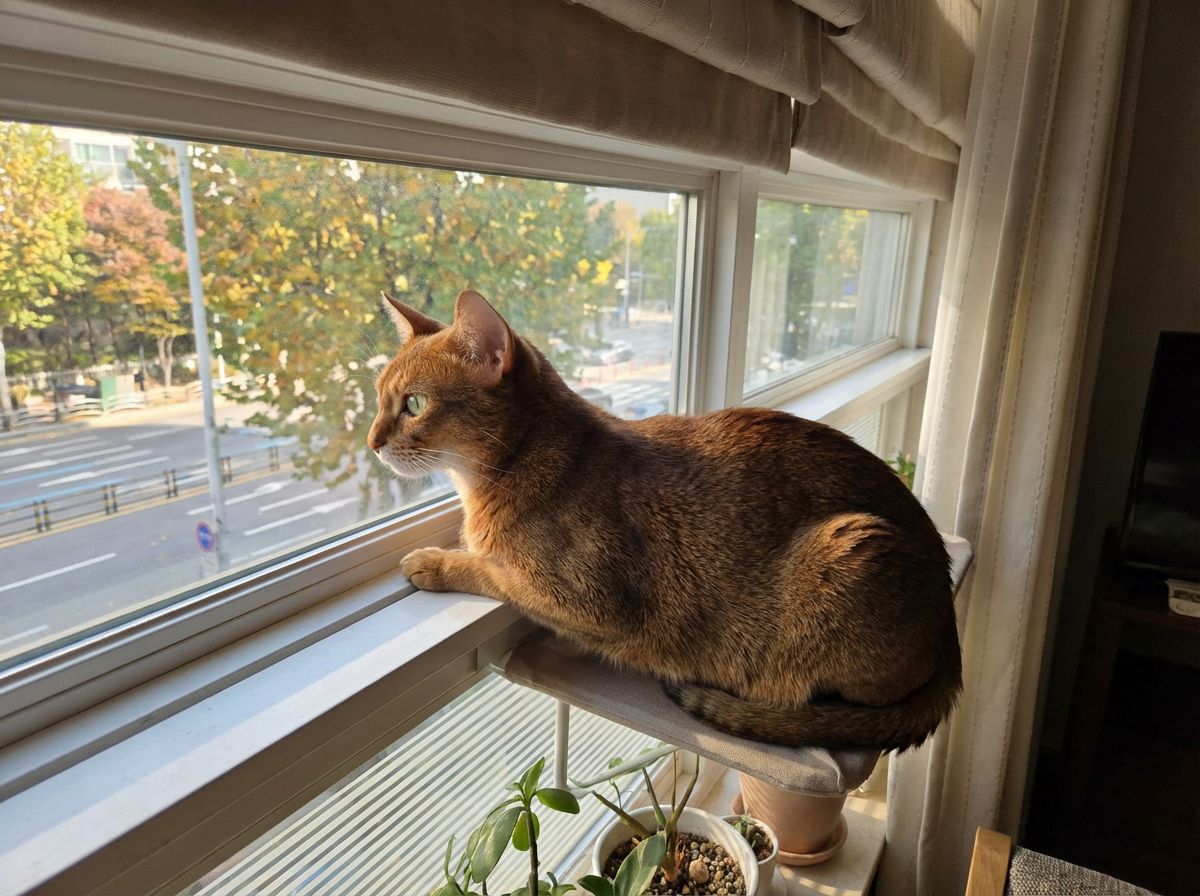 우리 아이도 산책냥이 될 수 있을까?고양이 산책의 위험성과 전문가가 권장하는 대안